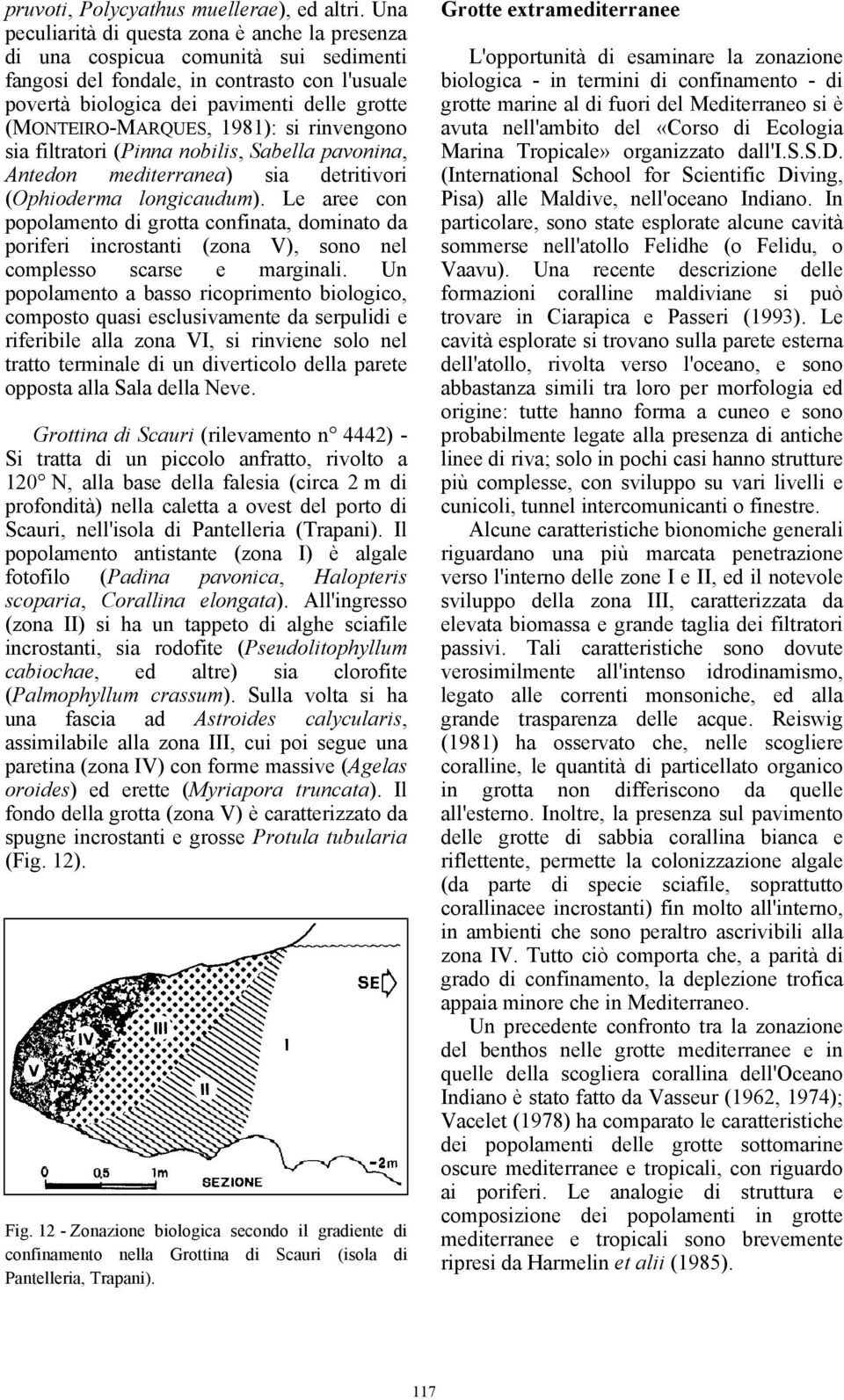 (MONTEIRO-MARQUES, 1981): si rinvengono sia filtratori (Pinna nobilis, Sabella pavonina, Antedon mediterranea) sia detritivori (Ophioderma longicaudum).