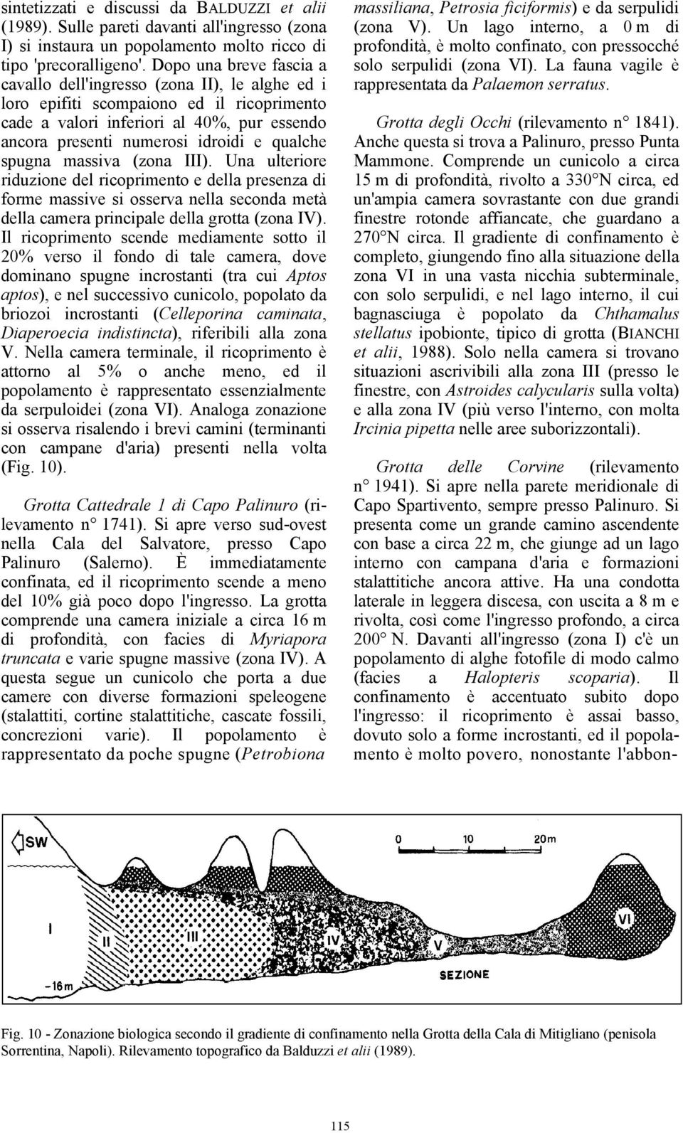 qualche spugna massiva (zona III). Una ulteriore riduzione del ricoprimento e della presenza di forme massive si osserva nella seconda metà della camera principale della grotta (zona IV).