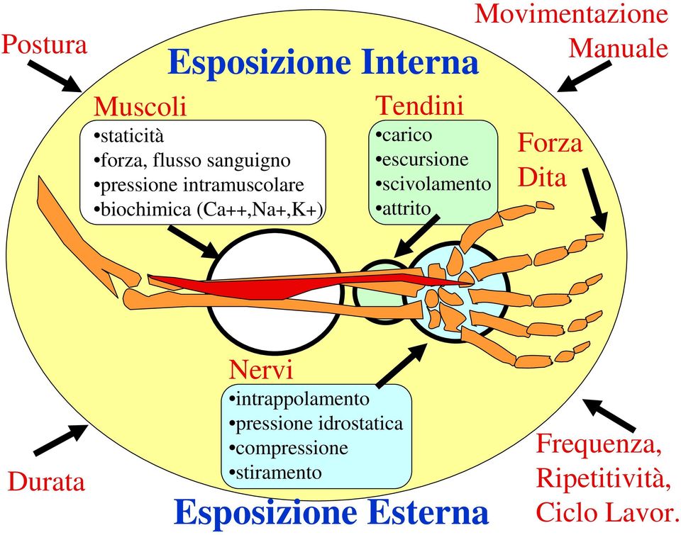 attrito Movimentazione Manuale Forza Dita Durata Nervi intrappolamento pressione