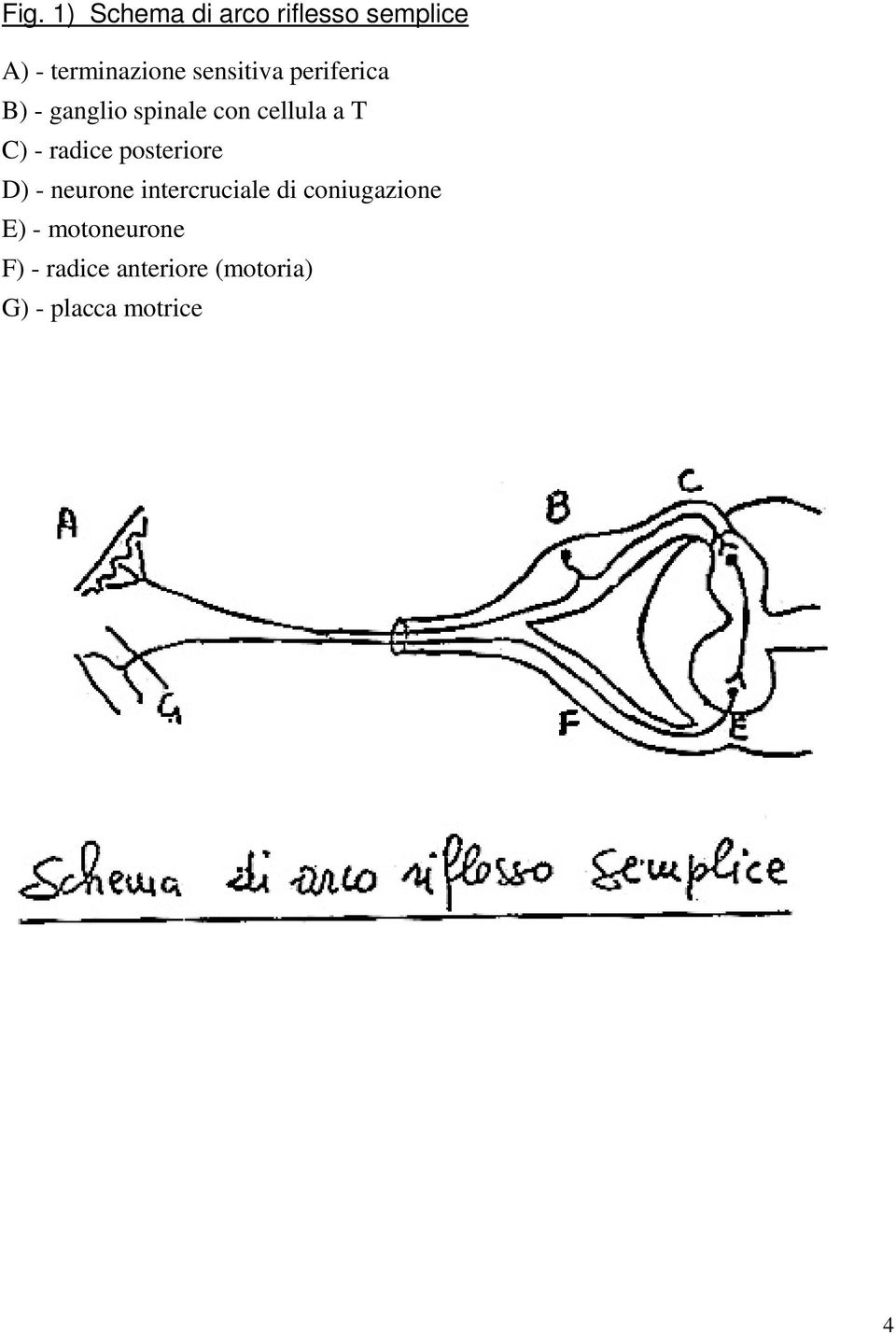 radice posteriore D) - neurone intercruciale di coniugazione E)