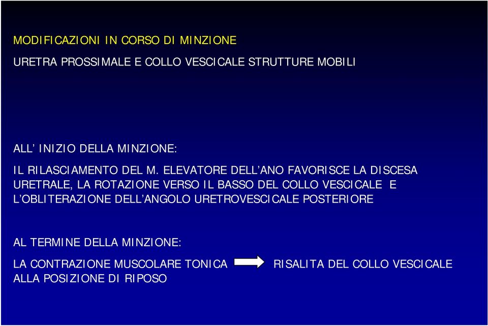 ELEVATORE DELL ANO FAVORISCE LA DISCESA URETRALE, LA ROTAZIONE VERSO IL BASSO DEL COLLO VESCICALE E L