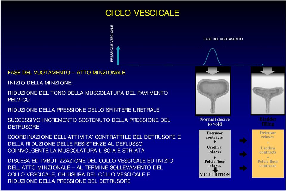 COINVOLGENTE LA MUSCOLATURA LISCIA E STRIATA DISCESA ED IMBUTIZZAZIONE DEL COLLO VESCICALE ED INIZIO DELL ATTO MINZIONALE AL TERMINE SOLLEVAMENTO DEL COLLO VESCICALE, CHIUSURA DEL COLLO VESCICALE