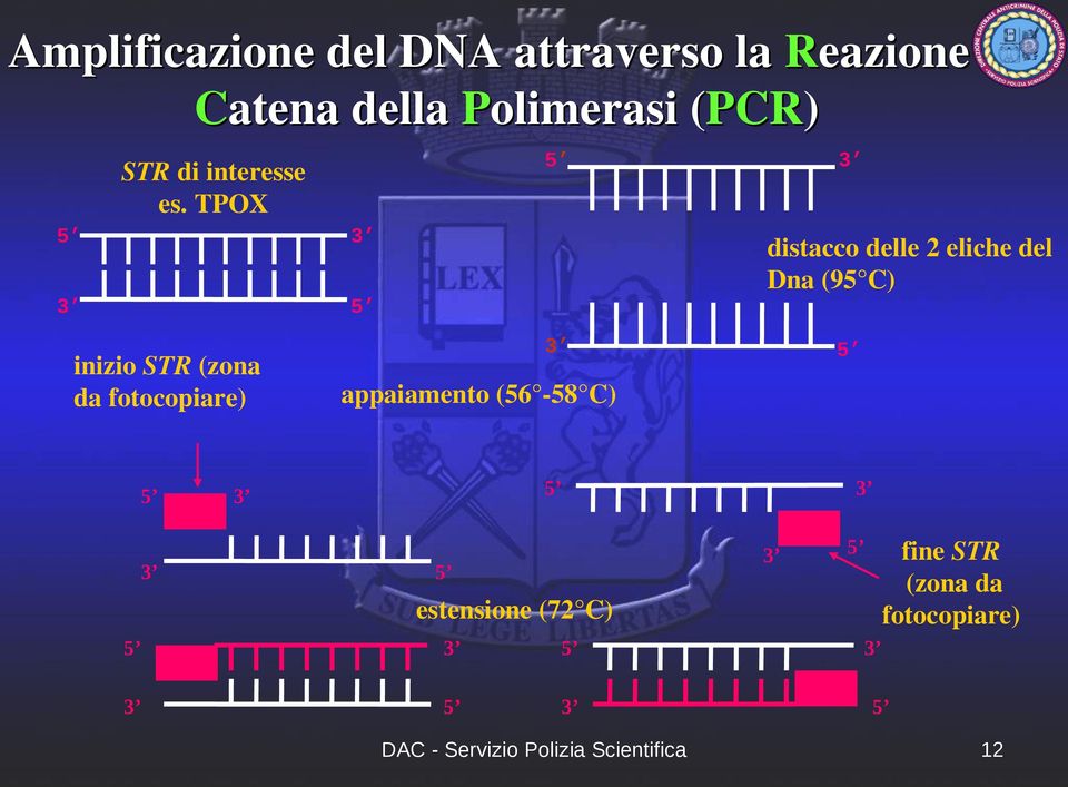 TPOX 5 3 3 5 inizio STR (zona da fotocopiare) 5 3 3 distacco delle 2