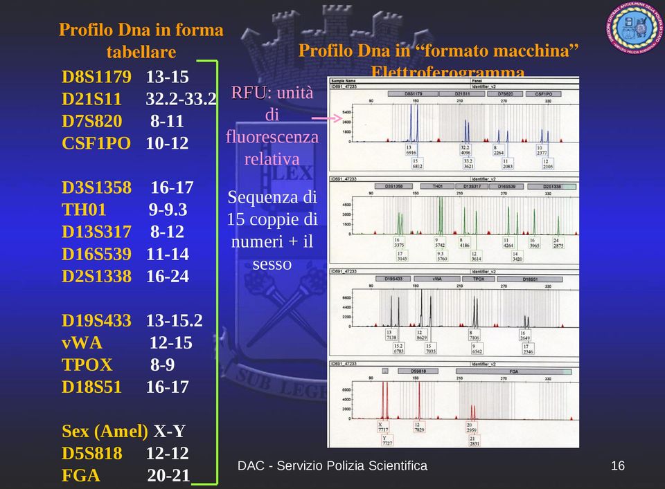 2 RFU: di D7S820 8-11 fluorescenza CSF1PO 10-12 relativa D3S1358 16-17 TH01 9-9.