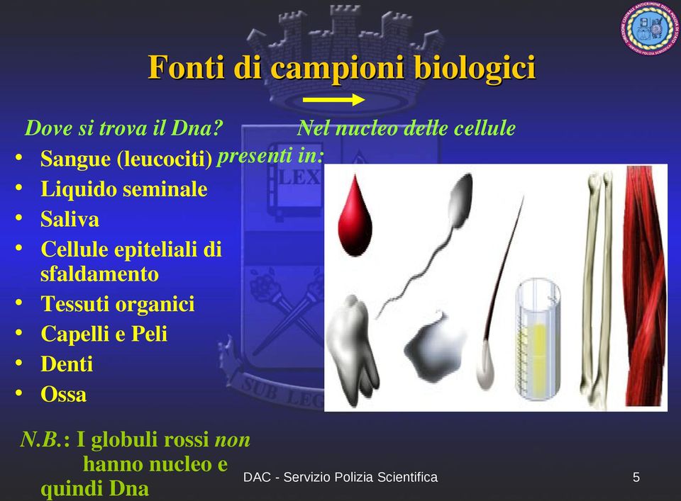 seminale Saliva Cellule epiteliali di sfaldamento Tessuti