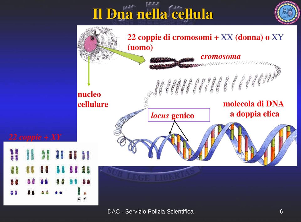 cromosoma cromosoma nucleo cellulare