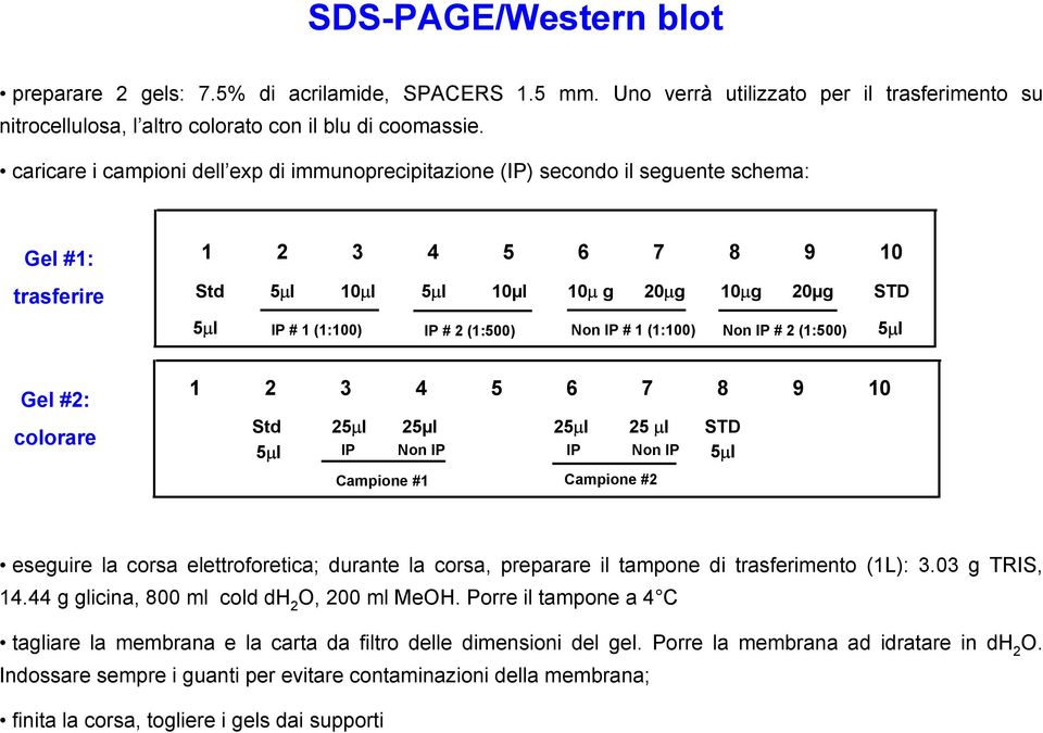 (1:500) Non IP # 1 (1:100) Non IP # 2 (1:500) 5µl Gel #2: colorare 1 2 3 4 5 6 7 8 9 10 Std 25µl 25µl 25µl 25 µl STD 5µl IP Non IP IP Non IP 5µl Campione #1 Campione #2 eseguire la corsa