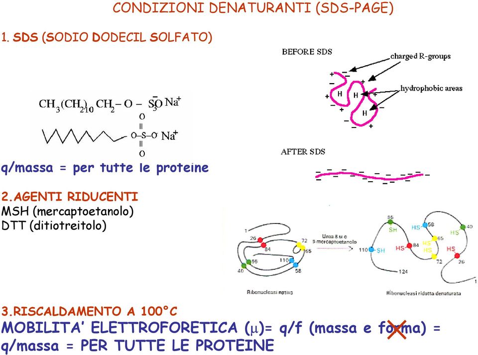 AGENTI RIDUCENTI MSH (mercaptoetanolo) DTT (ditiotreitolo) 3.