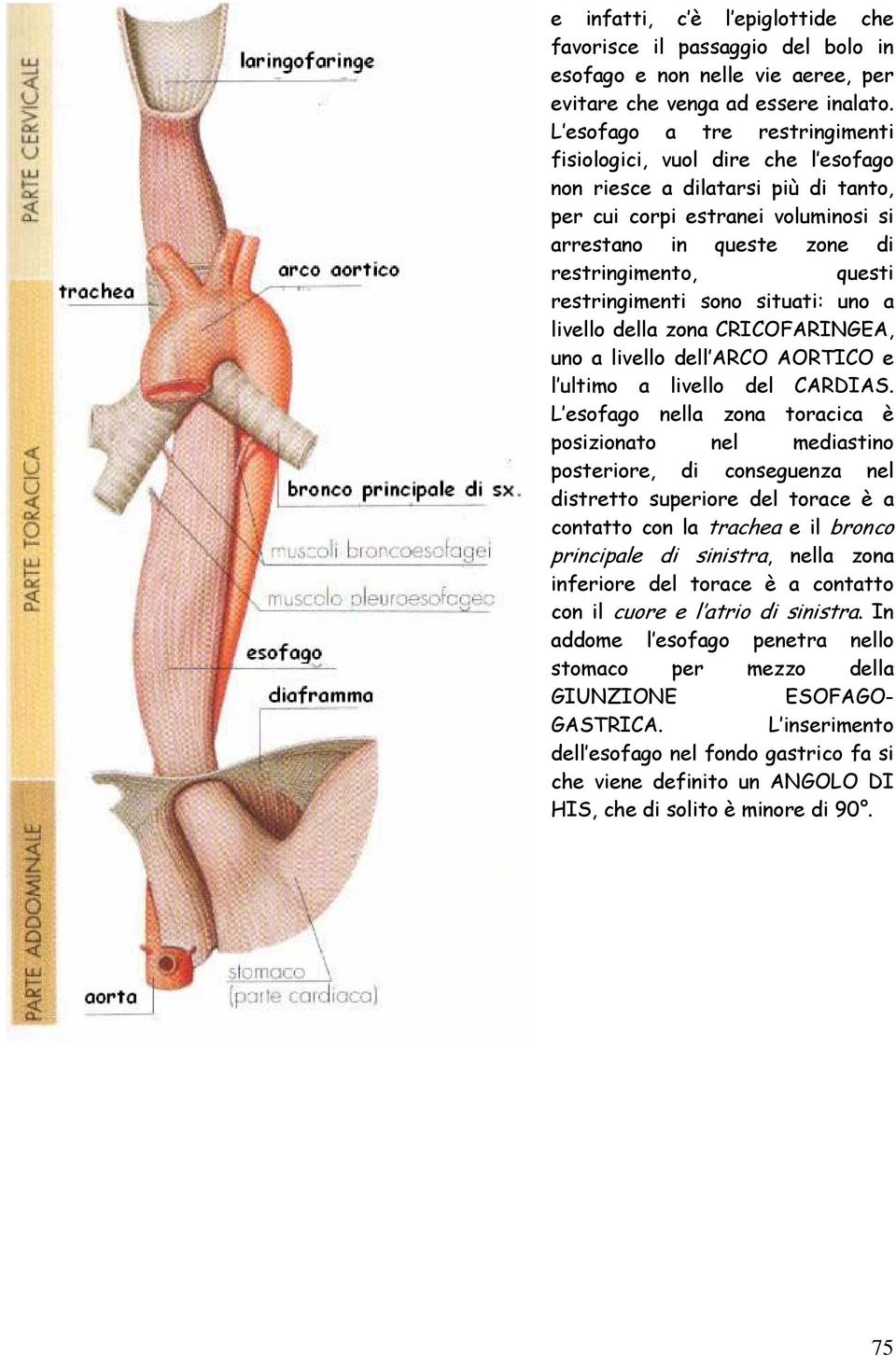 restringimenti sono situati: uno a livello della zona CRICOFARINGEA, uno a livello dell ARCO AORTICO e l ultimo a livello del CARDIAS.