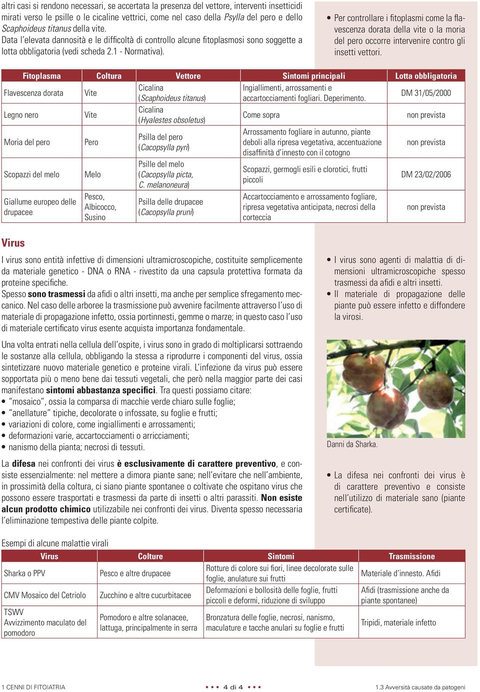 Per controllare i fitoplasmi come la flavescenza dorata della vite o la moria del pero occorre intervenire contro gli insetti vettori.