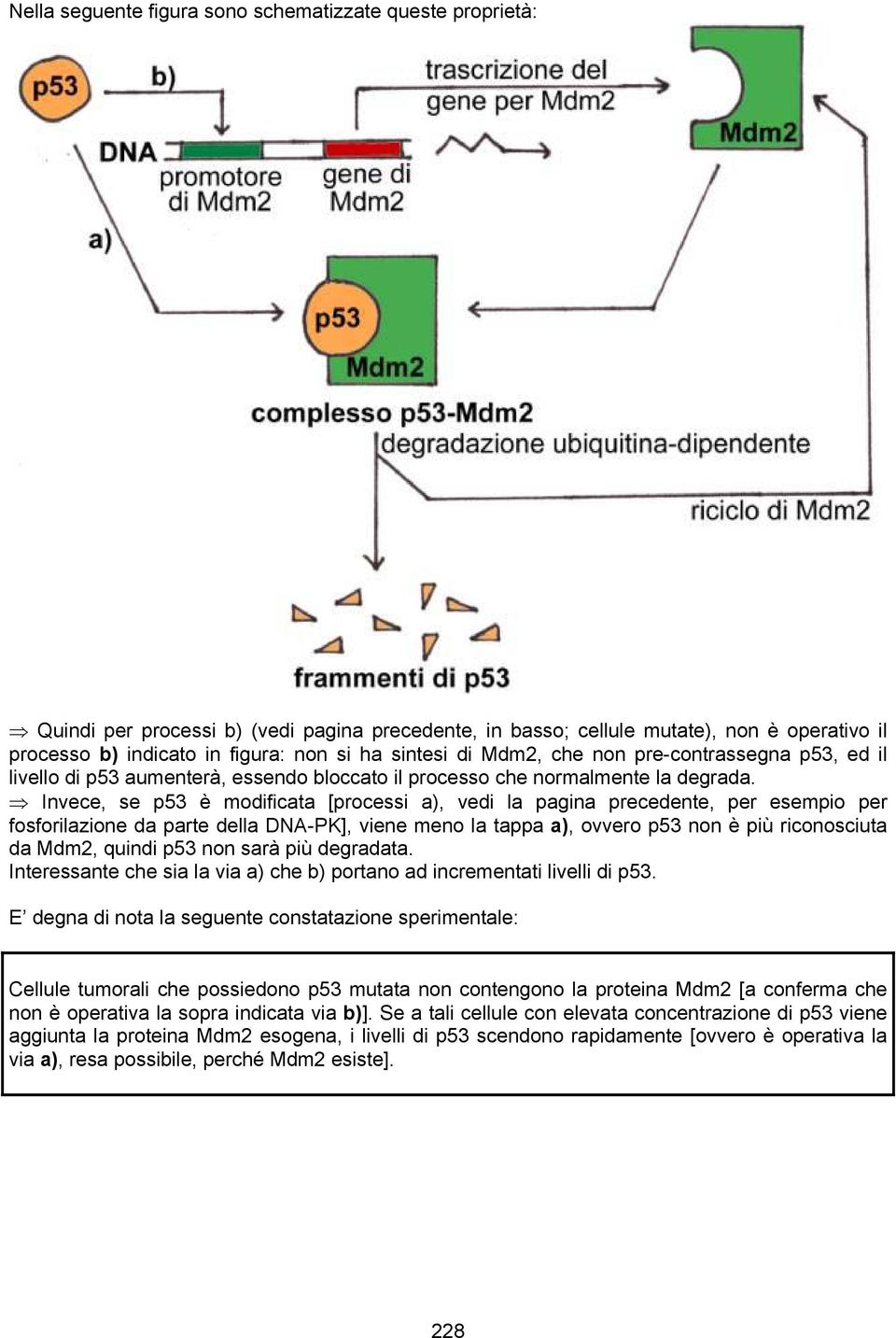 Invece, se p53 è modificata [processi a), vedi la pagina precedente, per esempio per fosforilazione da parte della DNA-PK], viene meno la tappa a), ovvero p53 non è più riconosciuta da Mdm2, quindi