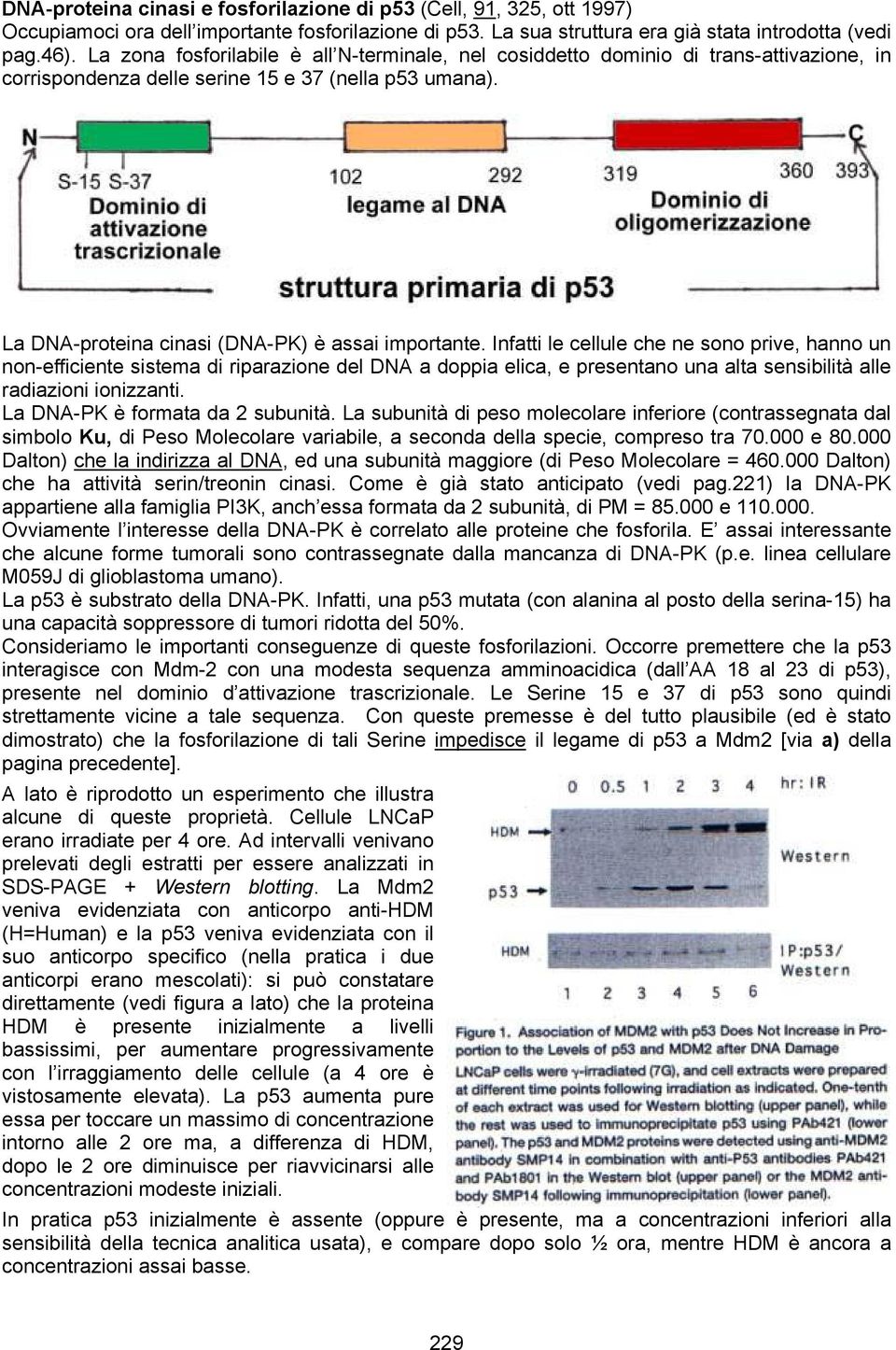 Infatti le cellule che ne sono prive, hanno un non-efficiente sistema di riparazione del DNA a doppia elica, e presentano una alta sensibilità alle radiazioni ionizzanti.