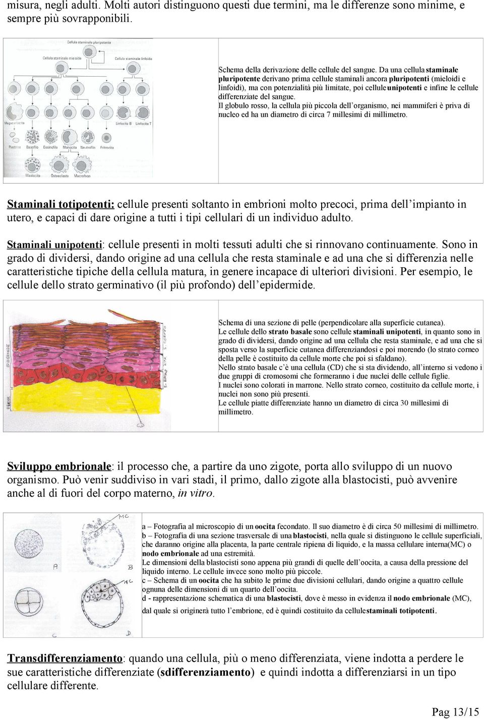 differenziate del sangue. Il globulo rosso, la cellula più piccola dell organismo, nei mammiferi è priva di nucleo ed ha un diametro di circa 7 millesimi di millimetro.