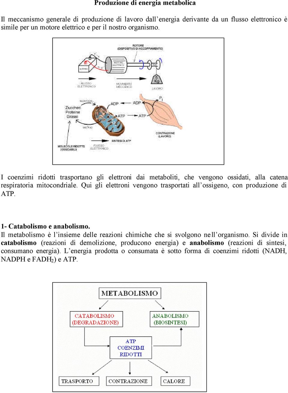 Qui gli elettroni vengono trasportati all ossigeno, con produzione di ATP. 1- Catabolismo e anabolismo.