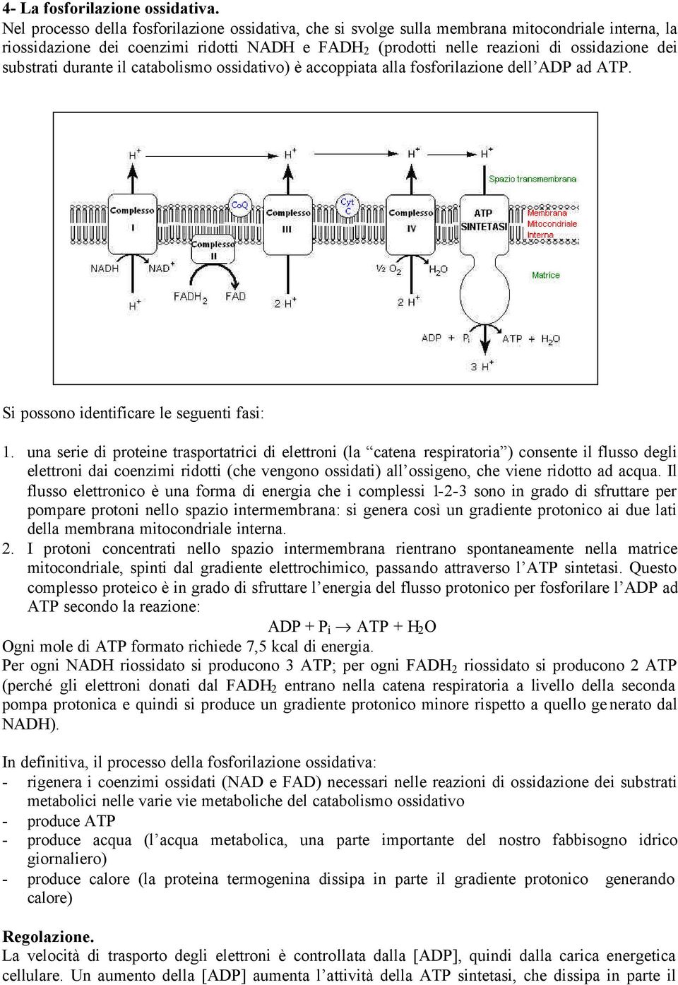 substrati durante il catabolismo ossidativo) è accoppiata alla fosforilazione dell ADP ad ATP. Si possono identificare le seguenti fasi: 1.