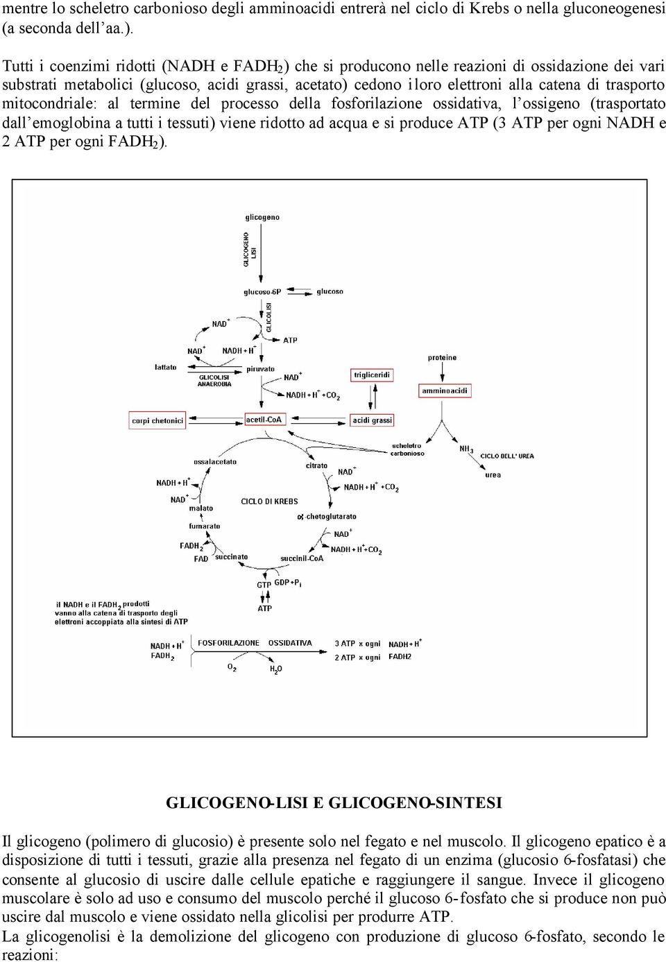 mitocondriale: al termine del processo della fosforilazione ossidativa, l ossigeno (trasportato dall emoglobina a tutti i tessuti) viene ridotto ad acqua e si produce ATP (3 ATP per ogni NADH e 2 ATP