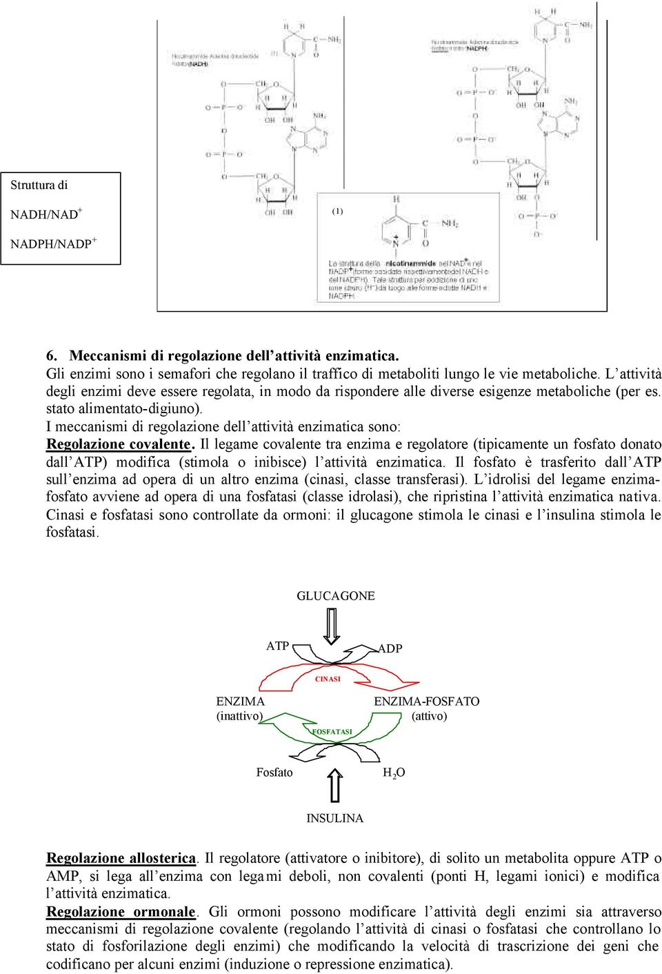 I meccanismi di regolazione dell attività enzimatica sono: Regolazione covalente.