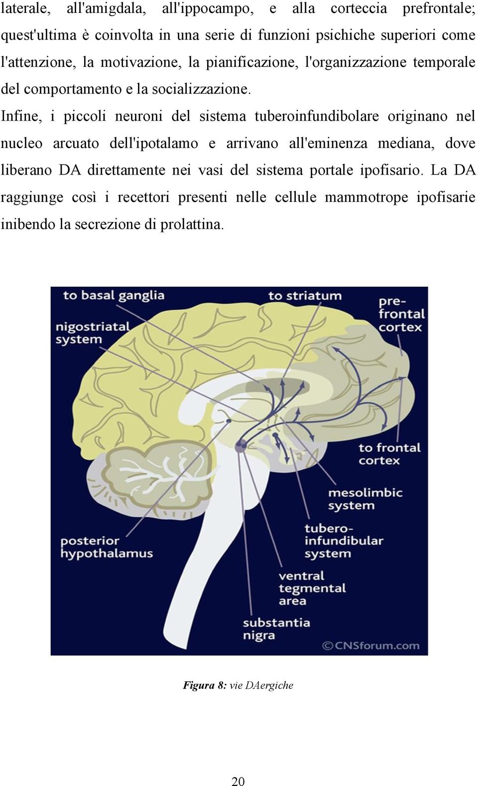 Infine, i piccoli neuroni del sistema tuberoinfundibolare originano nel nucleo arcuato dell'ipotalamo e arrivano all'eminenza mediana, dove liberano DA