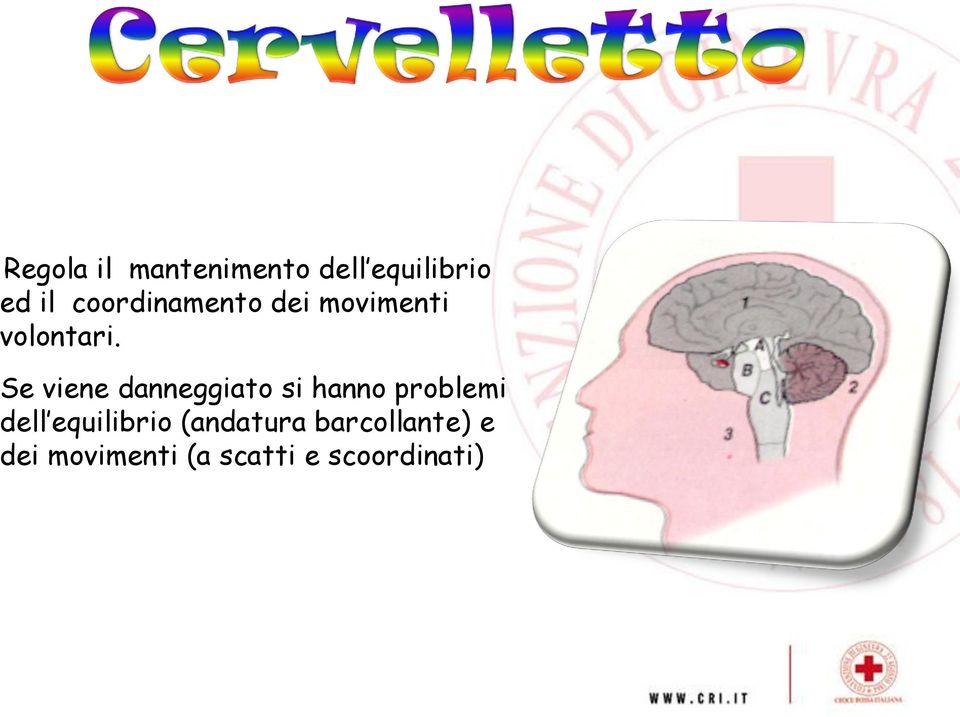 Se viene danneggiato si hanno problemi dell