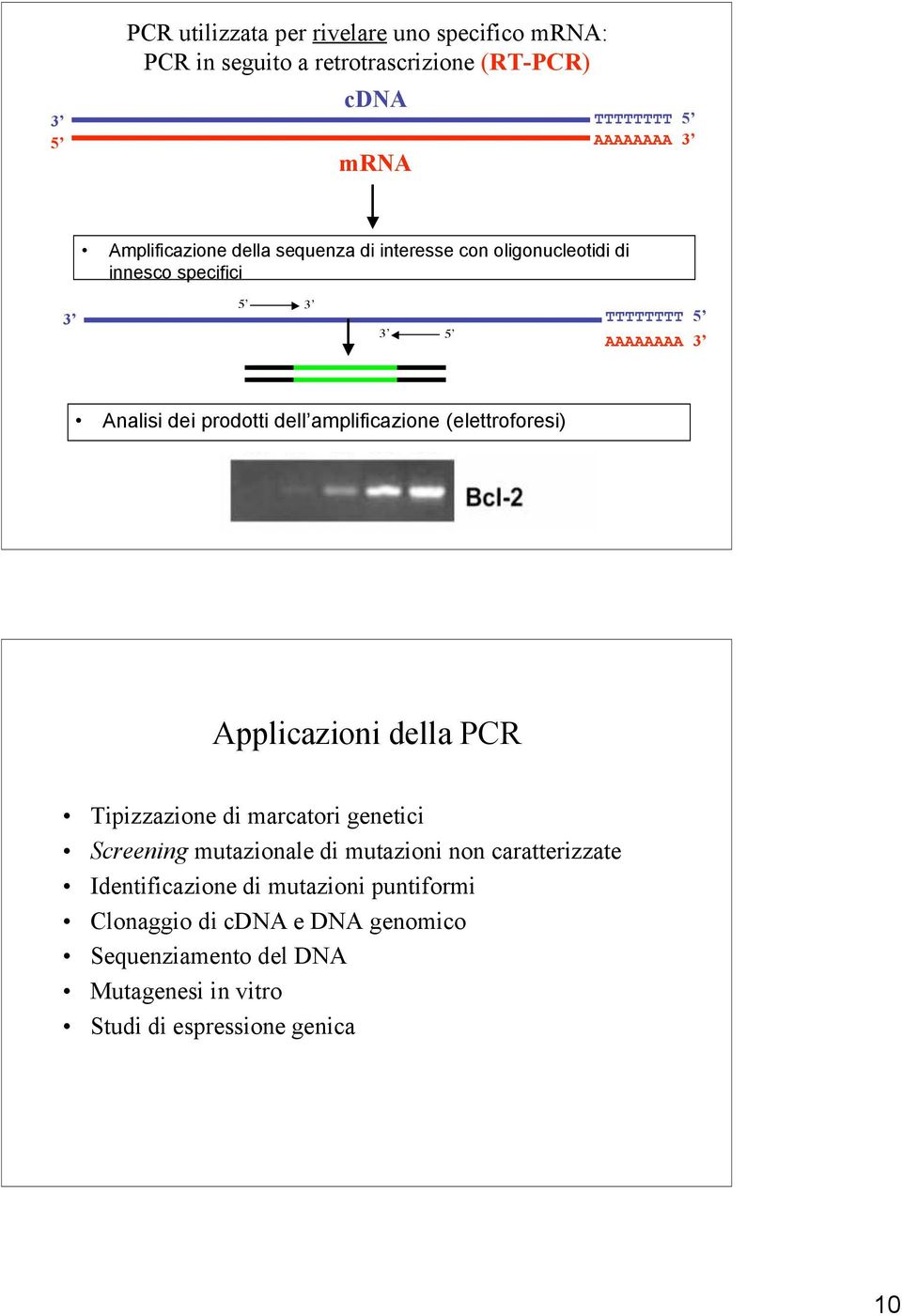 dell amplificazione (elettroforesi) Applicazioni della PCR Tipizzazione di marcatori genetici Screening mutazionale di mutazioni non
