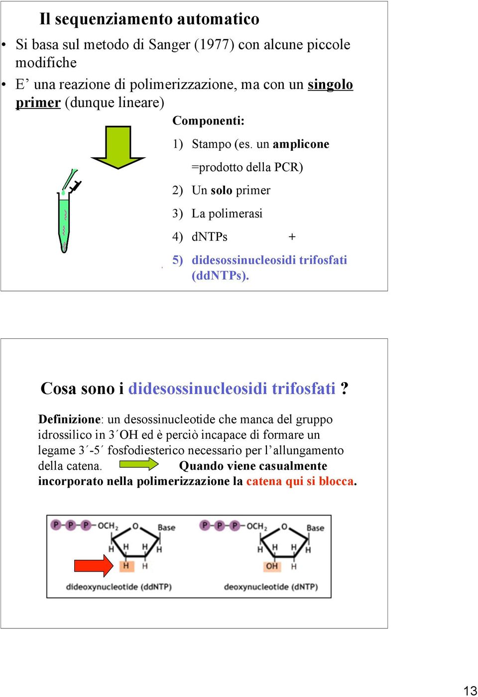 un amplicone =prodotto della PCR) 2) Un solo primer 3) La polimerasi 4) dntps + 5) didesossinucleosidi trifosfati (ddntps).