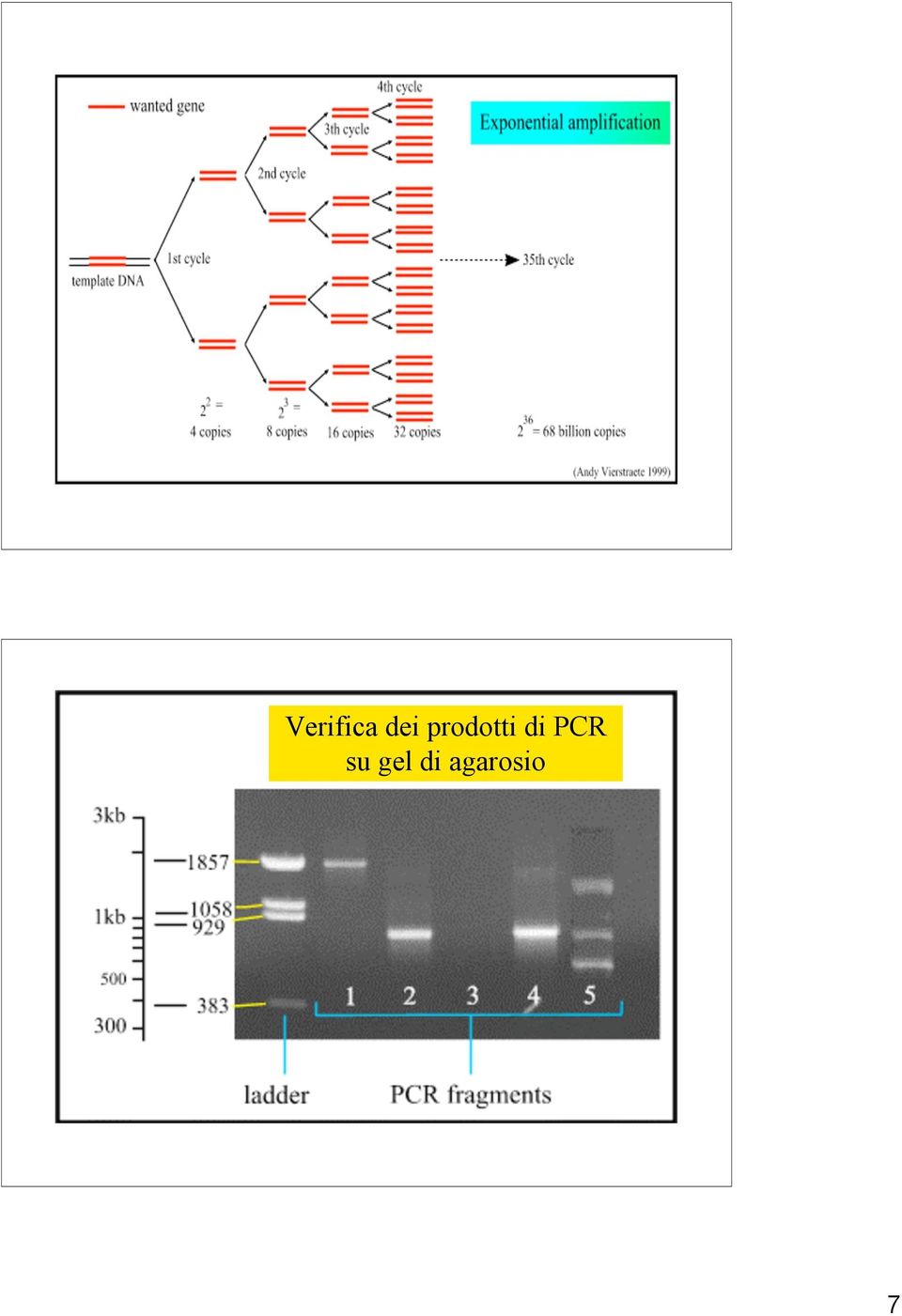 PCR su gel