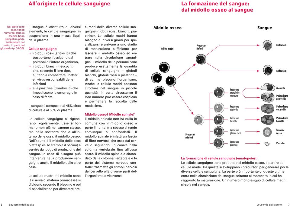 Cellule sanguigne: > i globuli rossi (eritrociti) che trasportano l ossigeno dai polmoni all intero organismo, > i globuli bianchi (leucociti) che, secondo il loro tipo, aiutano a combattere i