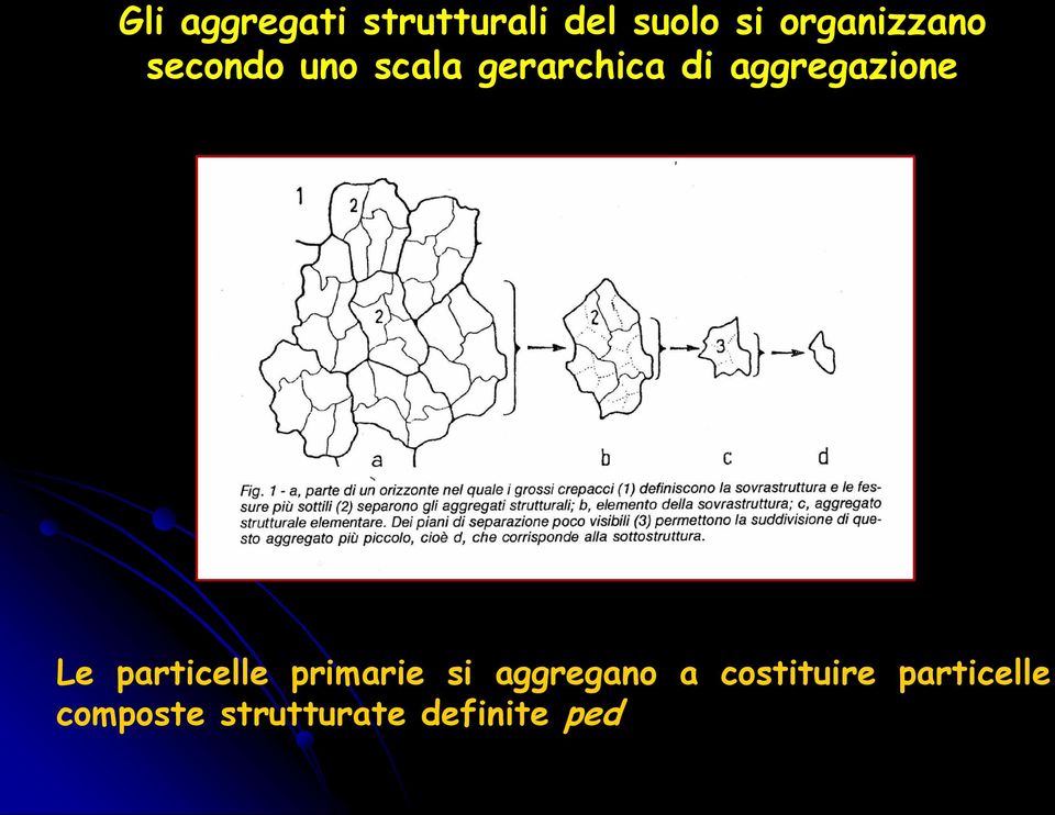 aggregazione Le particelle primarie si