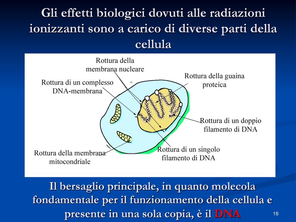 filamento di DNA Rottura della membrana mitocondriale Rottura di un singolo filamento di DNA Il bersaglio