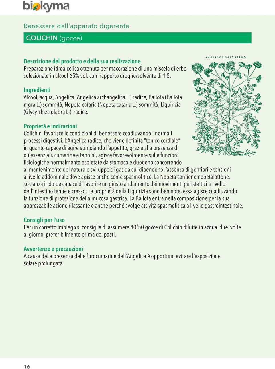 L Angelica radice, che viene definita tonico cordiale in quanto capace di agire stimolando l appetito, grazie alla presenza di oli essenziali, cumarine e tannini, agisce favorevolmente sulle funzioni