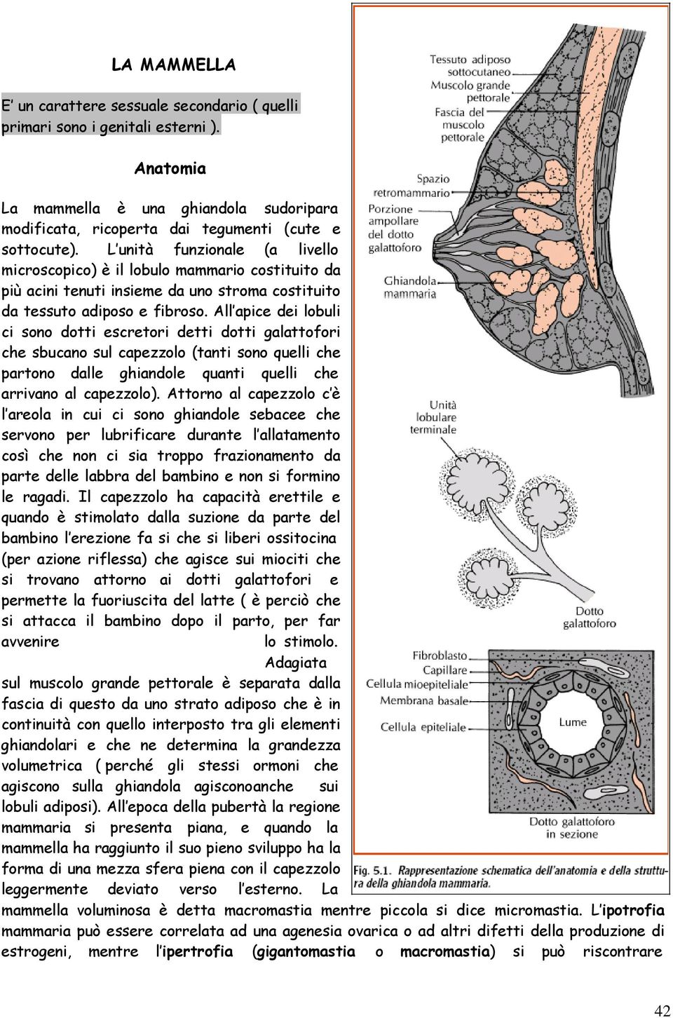 All apice dei lobuli ci sono dotti escretori detti dotti galattofori che sbucano sul capezzolo (tanti sono quelli che partono dalle ghiandole quanti quelli che arrivano al capezzolo).