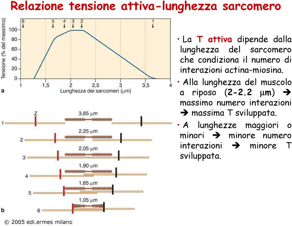 Alla lunghezza del muscolo a riposo (2-2.