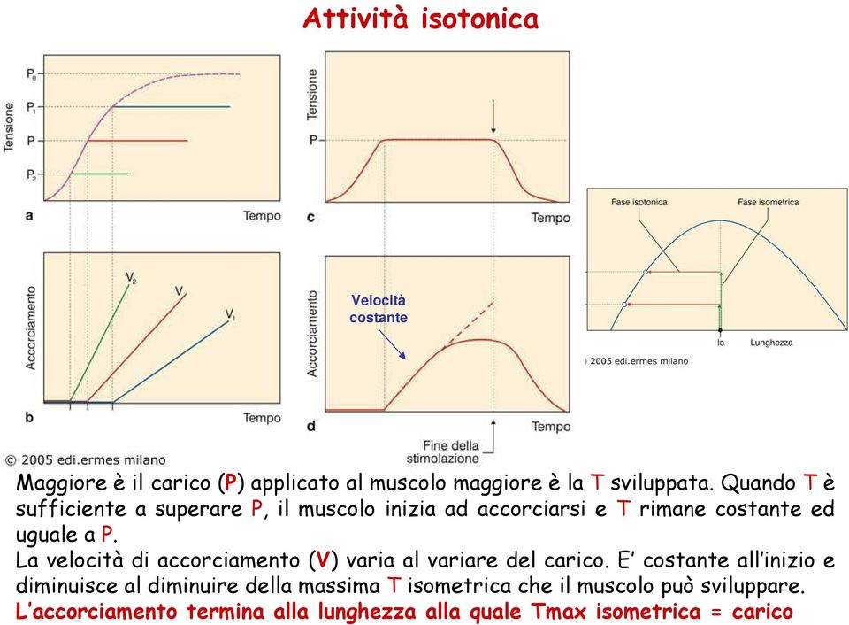 La velocità di accorciamento (V) varia al variare del carico.