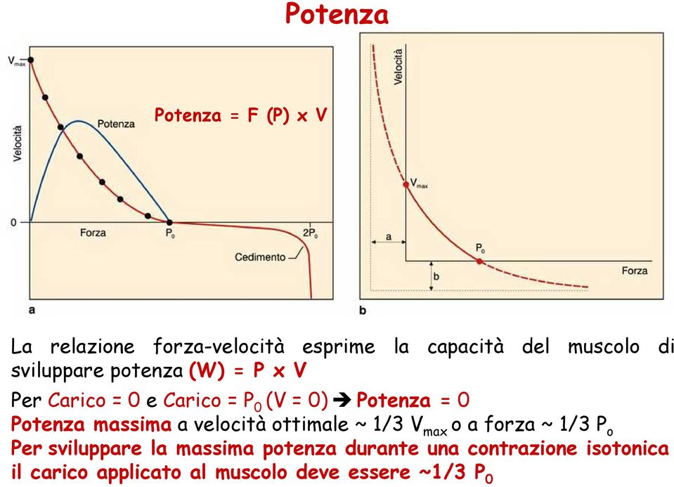 Potenza massima a velocità ottimale ~ 1/3 V max o a forza ~ 1/3 P o Per sviluppare la