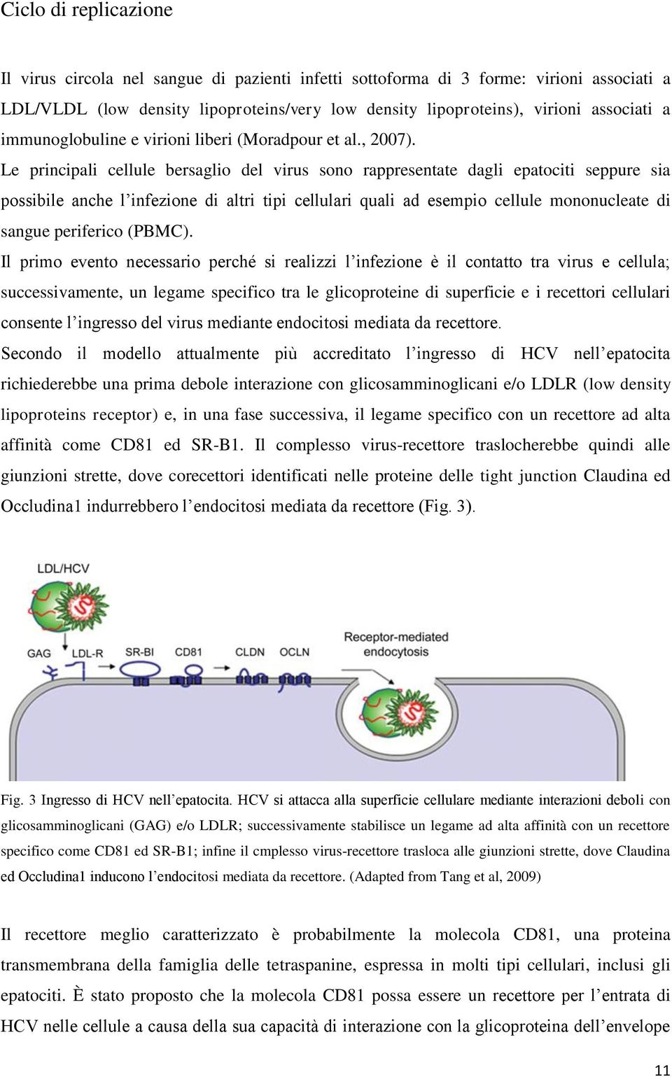 Le principali cellule bersaglio del virus sono rappresentate dagli epatociti seppure sia possibile anche l infezione di altri tipi cellulari quali ad esempio cellule mononucleate di sangue periferico