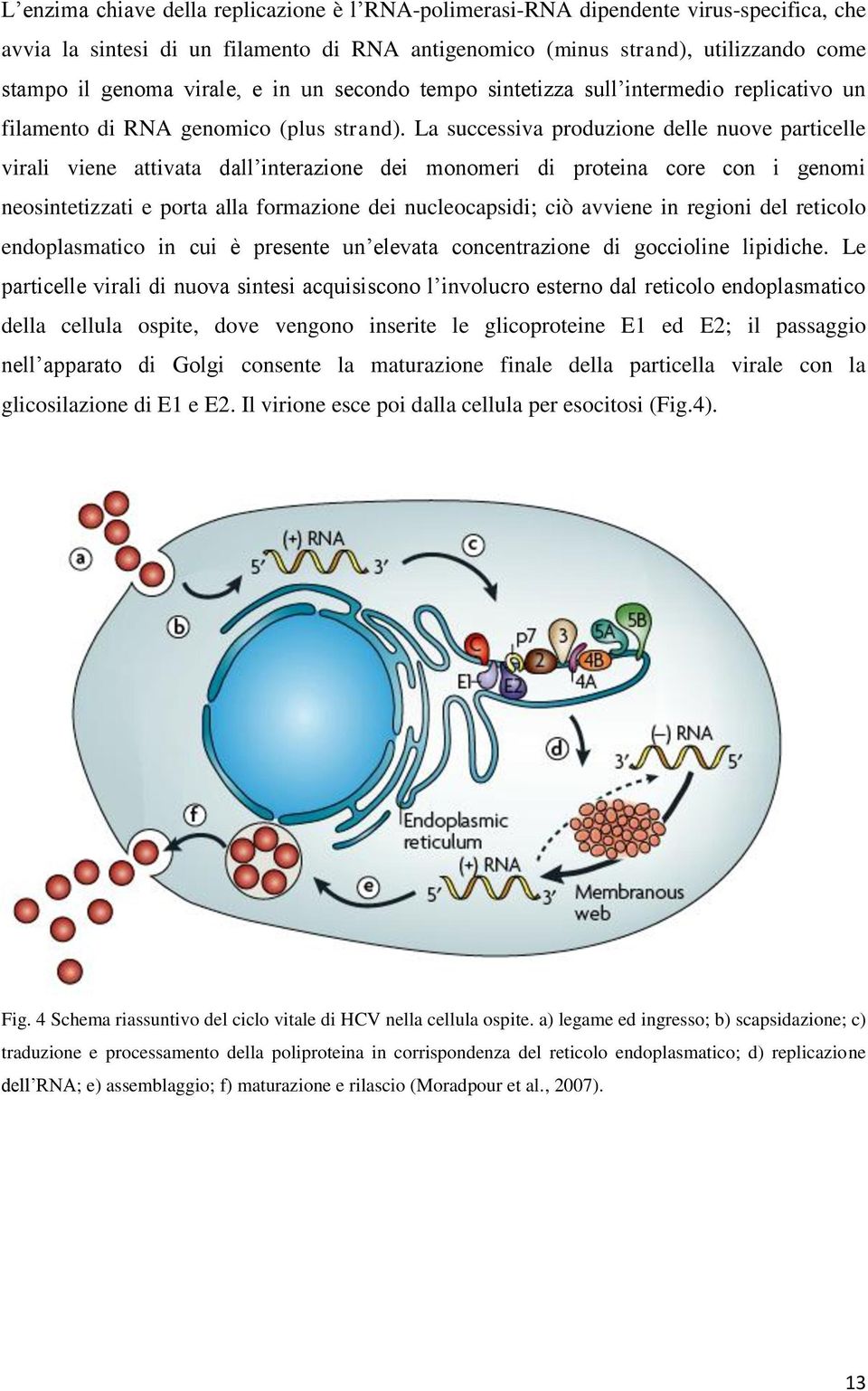 La successiva produzione delle nuove particelle virali viene attivata dall interazione dei monomeri di proteina core con i genomi neosintetizzati e porta alla formazione dei nucleocapsidi; ciò