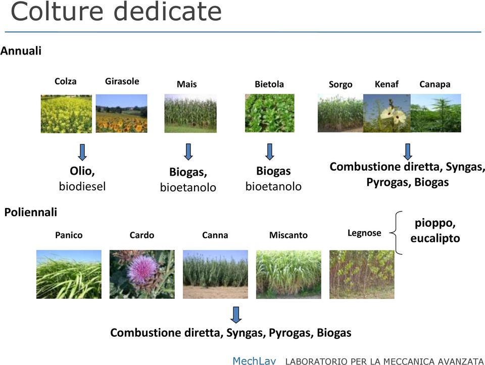 Combustione diretta, Syngas, Pyrogas, Biogas Poliennali Panico Cardo