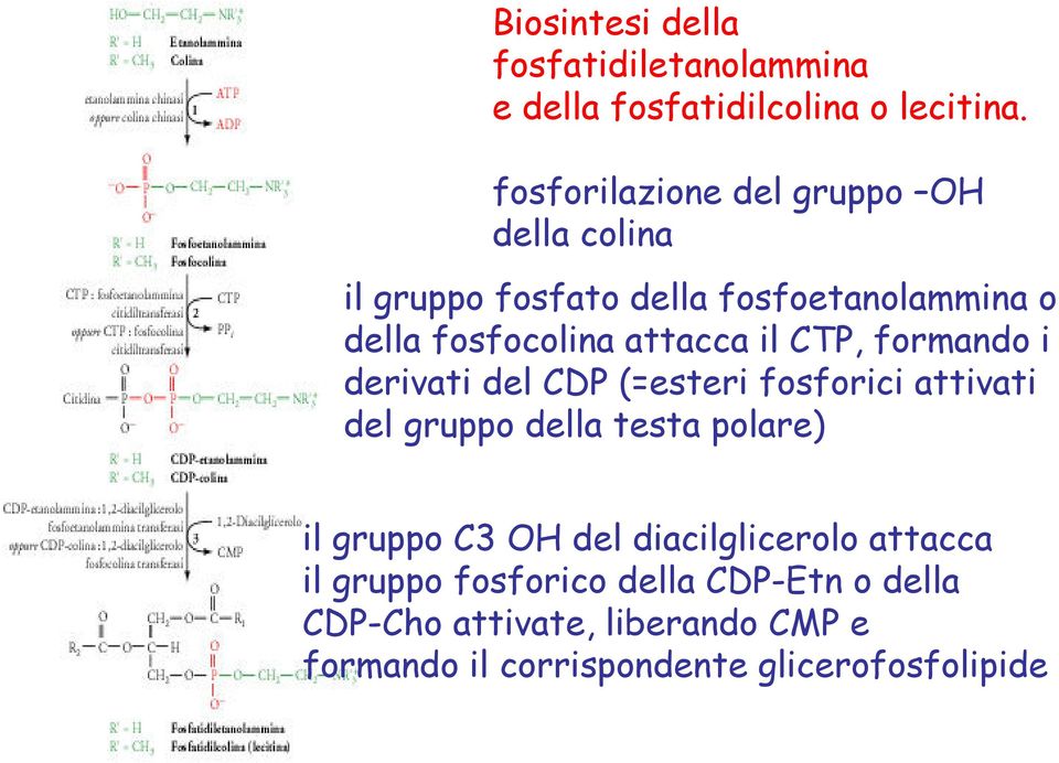 il CTP, formando i derivati del CDP (=esteri fosforici attivati del gruppo della testa polare) il gruppo C3 OH