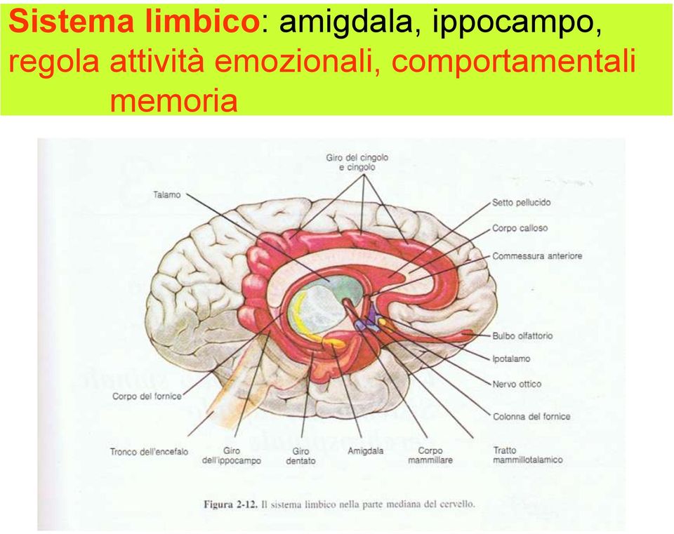 regola attività