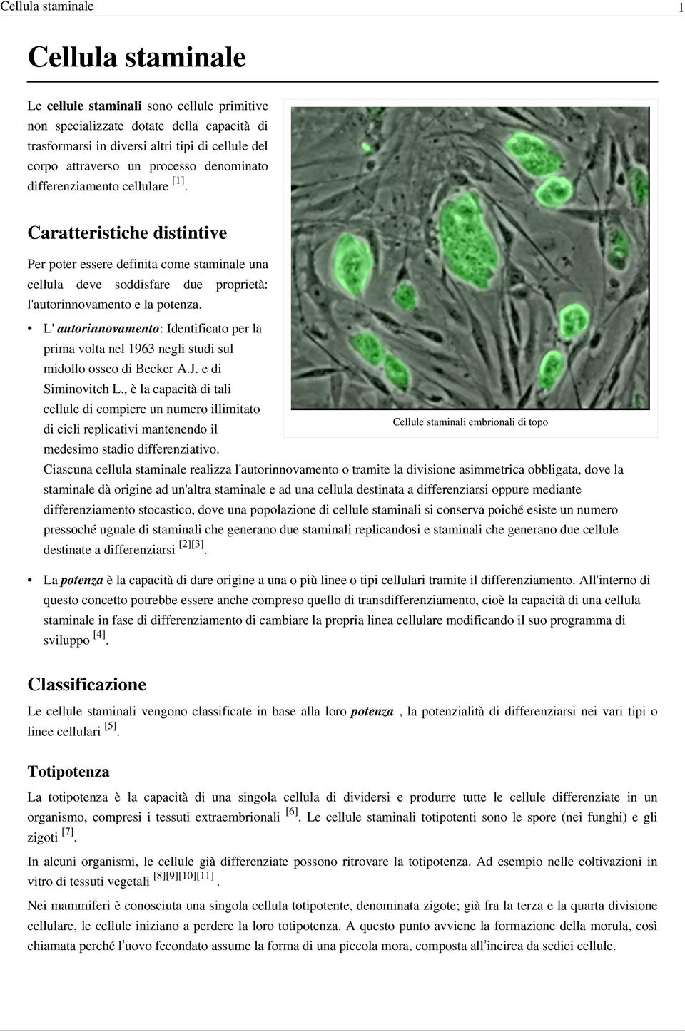 L' autorinnovamento: Identificato per la prima volta nel 1963 negli studi sul midollo osseo di Becker A.J. e di Siminovitch L.