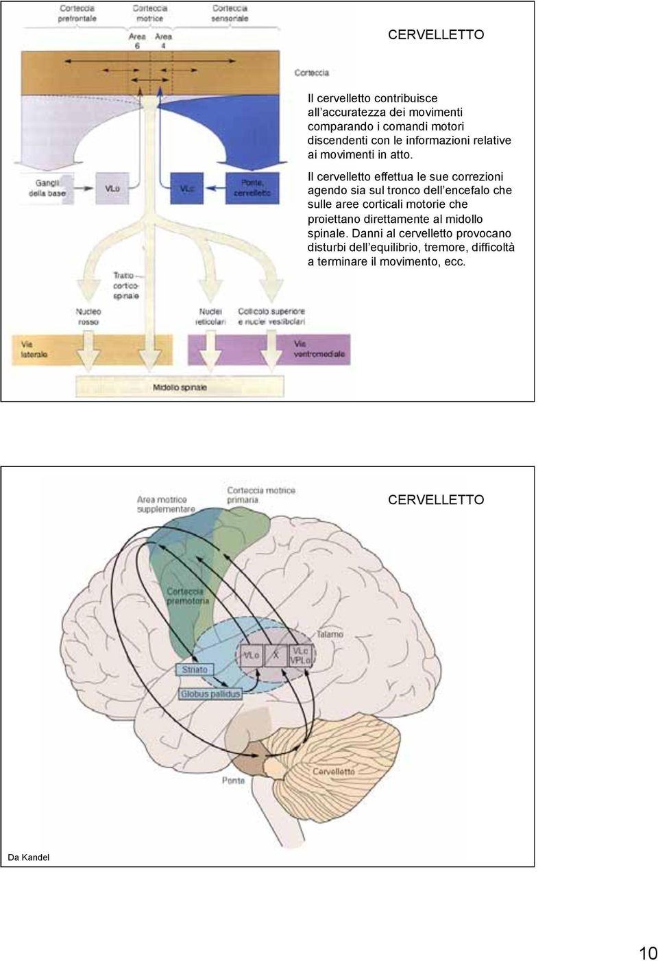 Il cervelletto effettua le sue correzioni agendo sia sul tronco dell encefalo che sulle aree corticali motorie