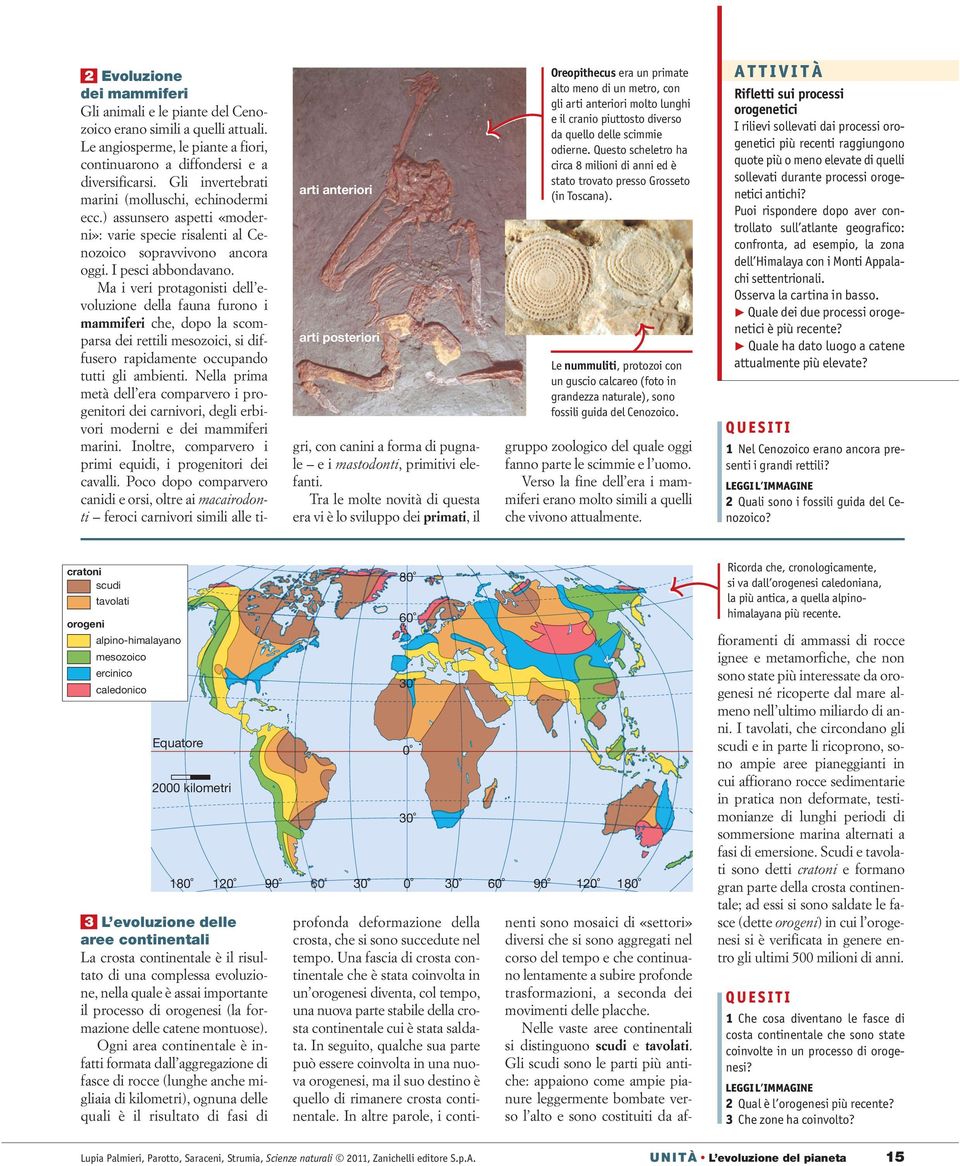 Ma i veri protagonisti dell evoluzione della fauna furono i mammiferi che, dopo la scomparsa dei rettili mesozoici, si diffusero rapidamente occupando tutti gli ambienti.