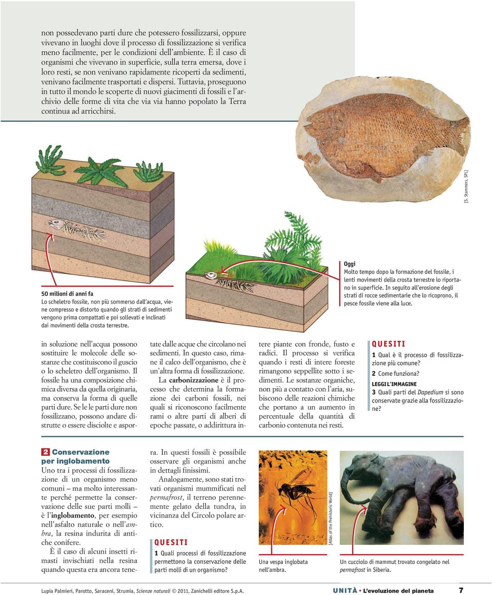 Tuttavia, proseguono in tutto il mondo le scoperte di nuovi giacimenti di fossili e l archivio delle forme di vita che via via hanno popolato la Terra continua ad arricchirsi. [S.