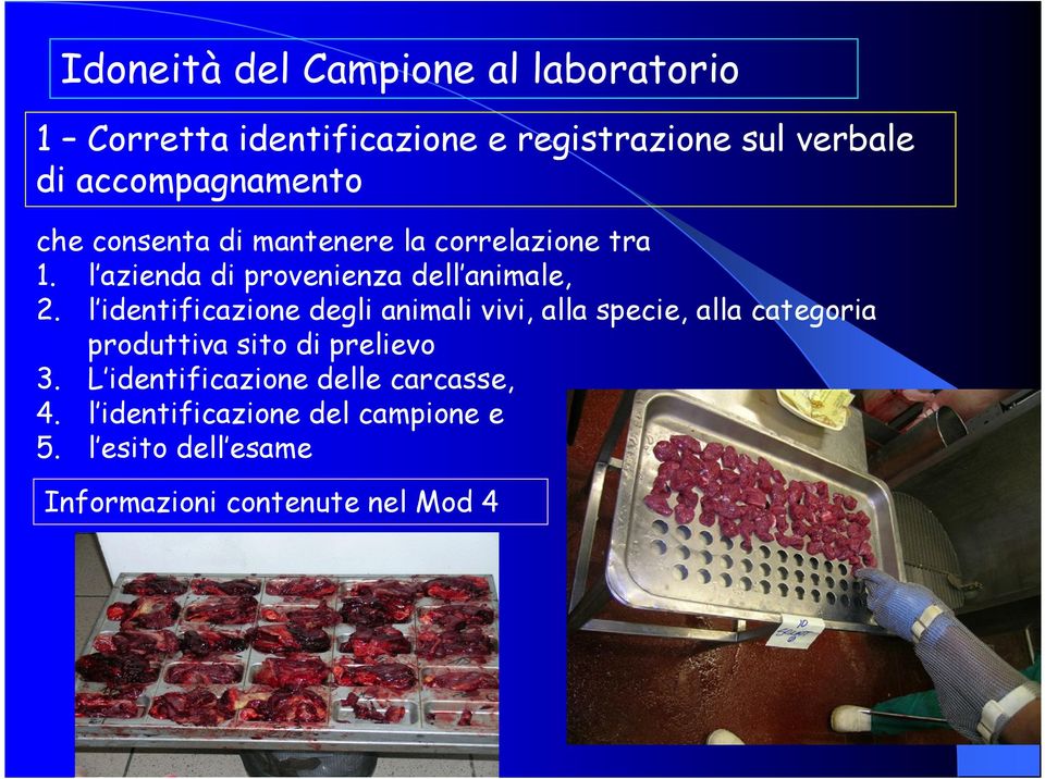 l identificazione degli animali vivi, alla specie, alla categoria produttiva sito di prelievo 3.