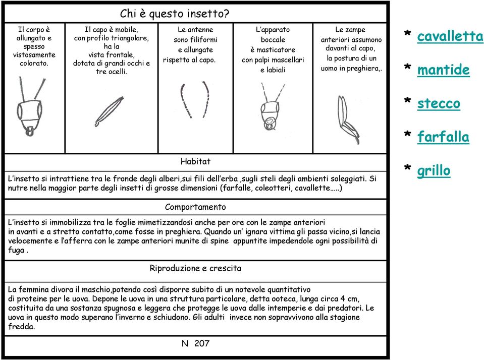 L apparato boccale è masticatore con palpi mascellari e labiali Le zampe anteriori assumono davanti al capo, la postura di un uomo in preghiera,.