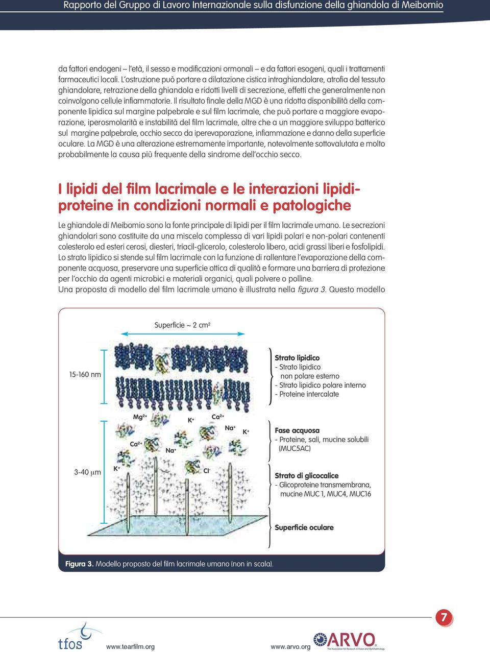 L ostruzione può portare a dilatazione cistica intraghiandolare, atrofia del tessuto ghiandolare, retrazione della ghiandola e ridotti livelli di secrezione, effetti che generalmente non coinvolgono