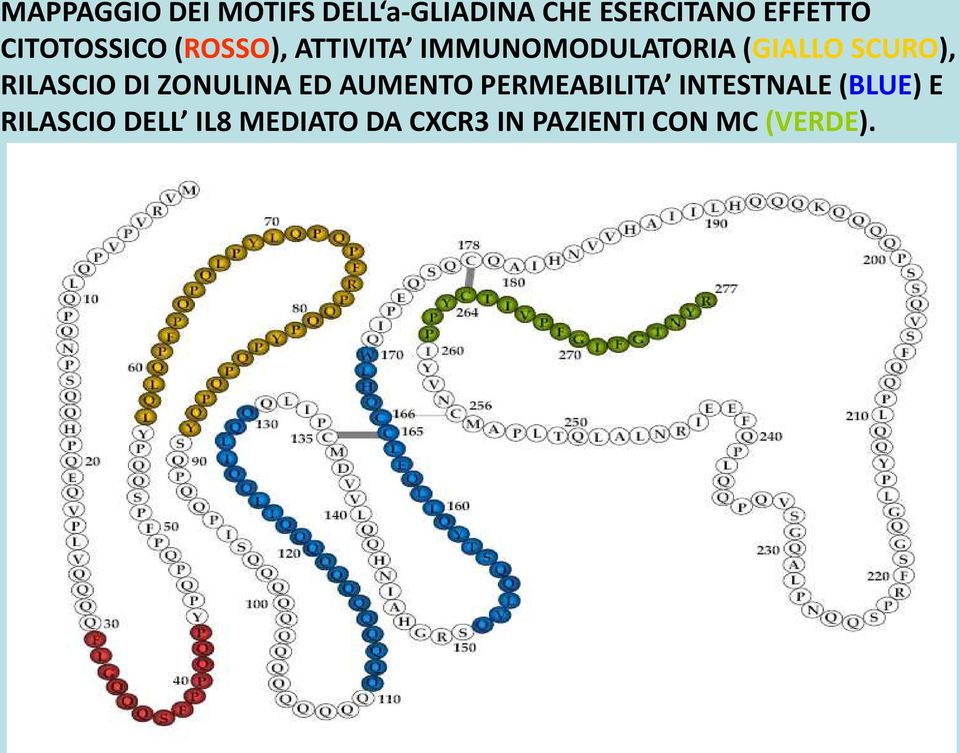 SCURO), RILASCIO DI ZONULINA ED AUMENTO PERMEABILITA