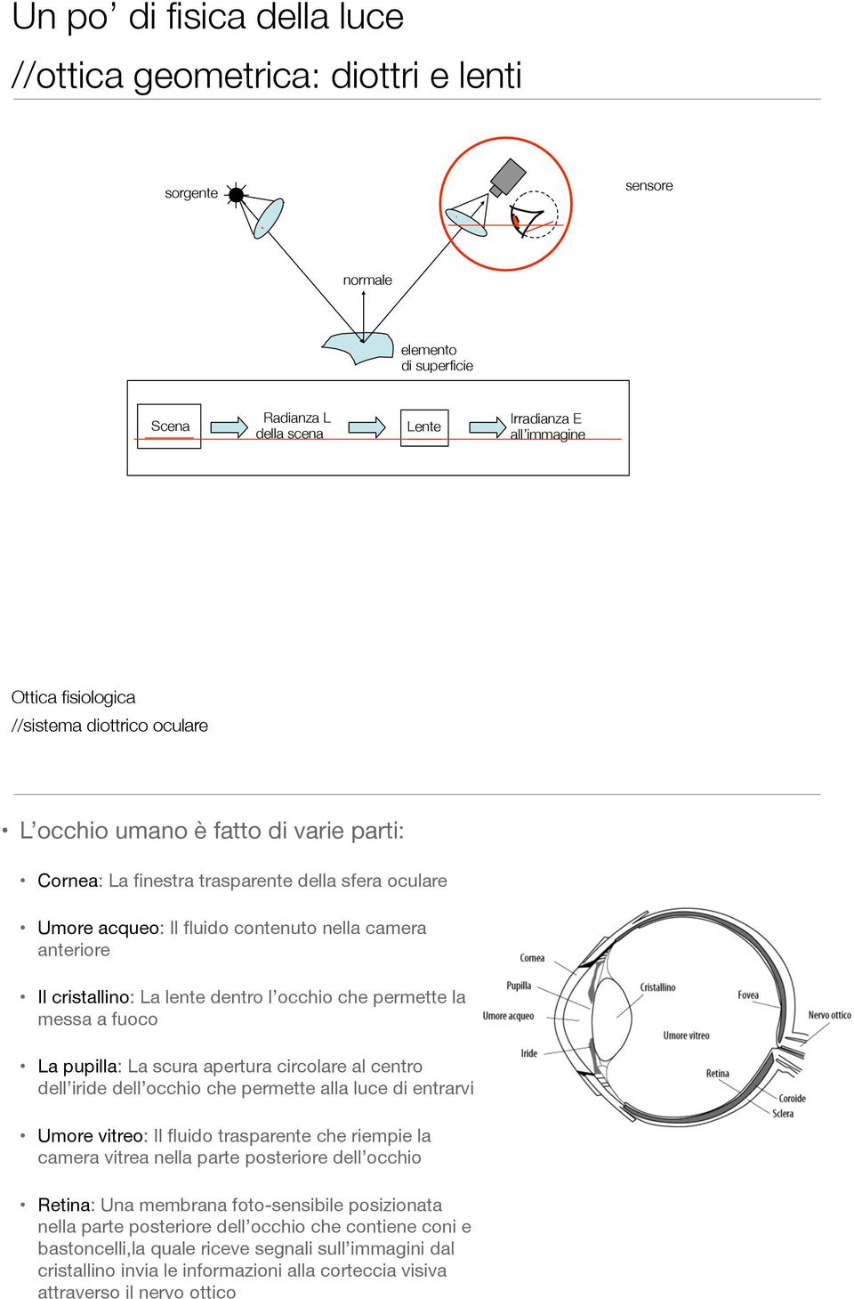 occhio che ermette la messa a fuoco La uilla: La scura aertura circolare al centro dell iride dell occhio che ermette alla luce di entrarvi Umore vitreo: Il fluido trasarente che riemie la camera