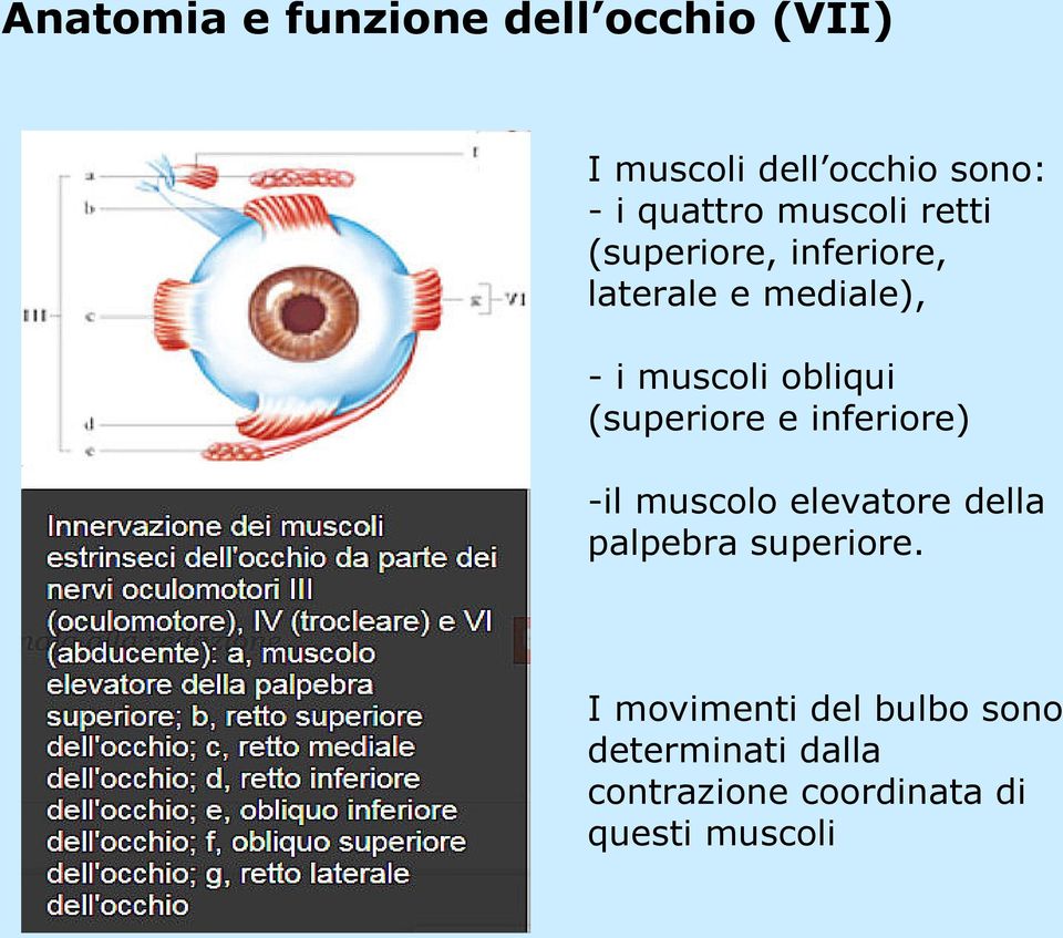 (superiore e inferiore) -il muscolo elevatore della palpebra superiore.