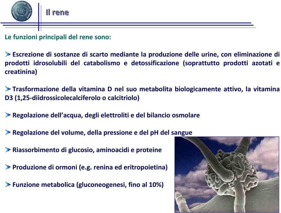 D3 (1,25-diidrossicolecalciferolo o calcitriolo) Regolazione dell acqua, degli elettroliti e del bilancio osmolare Regolazione del volume, della pressione e del